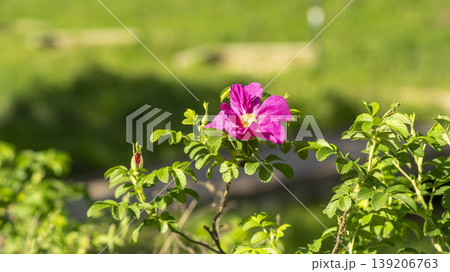 Rose of Sharon 139206763
