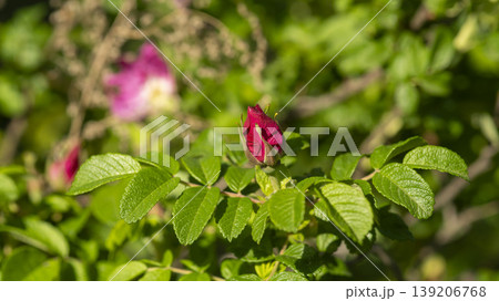 Rose of Sharon Rose of Sharon 139206768
