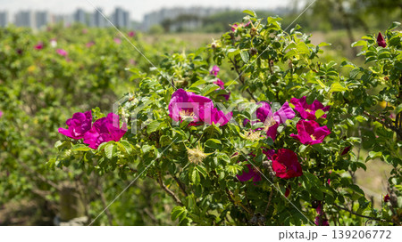 Rose of Sharon Rose of Sharon 139206772