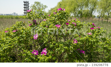 Rose of Sharon Rose of Sharon 139206778