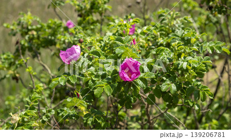Rose of Sharon 139206781