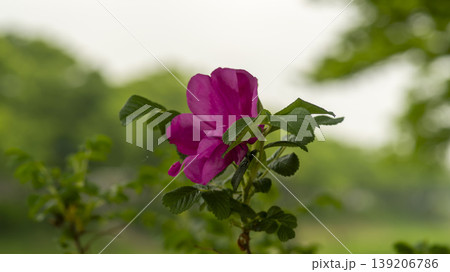 Rose of Sharon Rose of Sharon 139206786