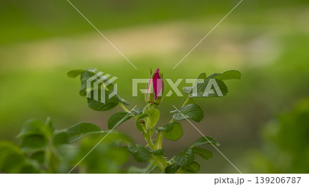 Rose of Sharon 139206787