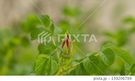 Rose of Sharon 139206789