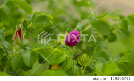 Rose of Sharon Rose of Sharon 139206791