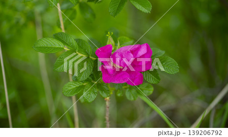 Rose of Sharon 139206792