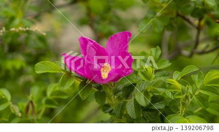 Rose of Sharon 139206798