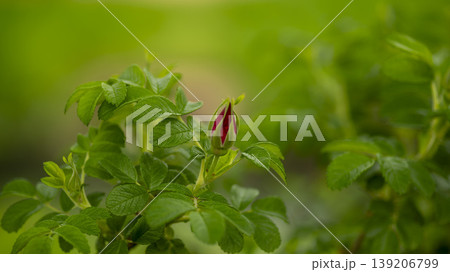 Rose of Sharon Rose of Sharon 139206799