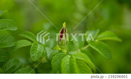 Rose of Sharon Rose of Sharon 139206801