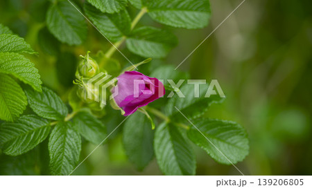 Rose of Sharon Rose of Sharon 139206805