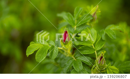 Rose of Sharon Rose of Sharon 139206807