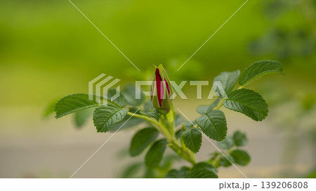 Rose of Sharon Rose of Sharon 139206808