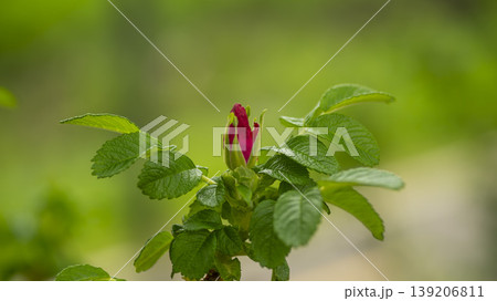 Rose of Sharon Rose of Sharon 139206811