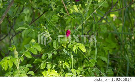 Rose of Sharon Rose of Sharon 139206814