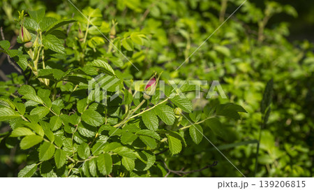 Rose of Sharon 139206815