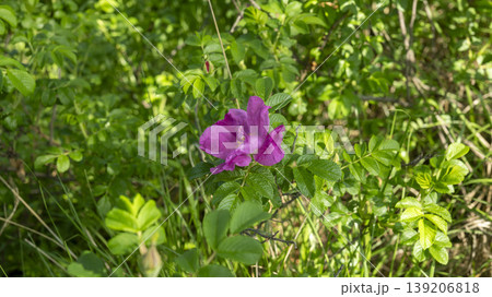 Rose of Sharon 139206818
