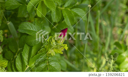 Rose of Sharon Rose of Sharon 139206821