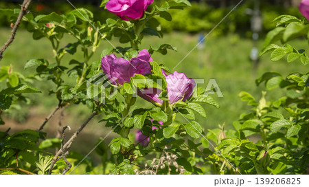 Rose of Sharon Rose of Sharon 139206825