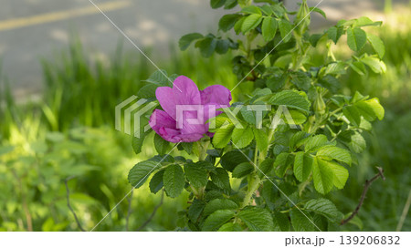 Rose of Sharon 139206832