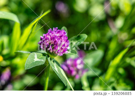 Red Clover Wildflower Close-Up Macro Photo of Purple Bloom in Green Meadow Natural Texture 139206885