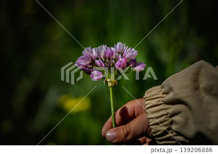Child Hand Holding Pink Wildflower Bouquet Against Blurred Green Nature Background In Spring 139206886
