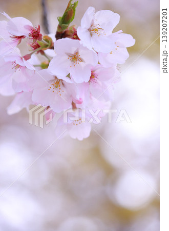 春の光を浴びる桜 春の光を浴びる桜 139207201