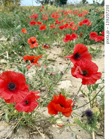 A close-up shot of red poppies. Wildflowers bloom in spring. A close-up shot of red poppies. Wildflowers bloom in spring. 139207208