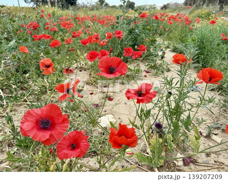 A close-up shot of red poppies. Wildflowers bloom in spring. A close-up shot of red poppies. Wildflowers bloom in spring. 139207209