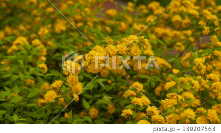 Kerria japonica Kerria japonica 139207563