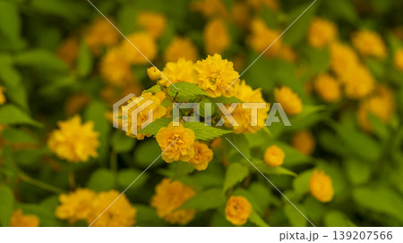 Kerria japonica Kerria japonica 139207566