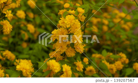 Kerria japonica  139207567
