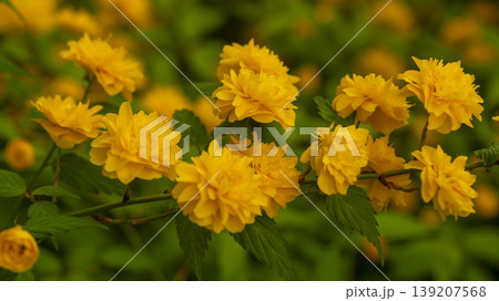 Kerria japonica Kerria japonica 139207568