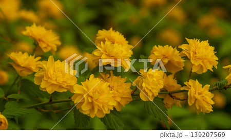 Kerria japonica  139207569