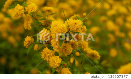 Kerria japonica Kerria japonica 139207577
