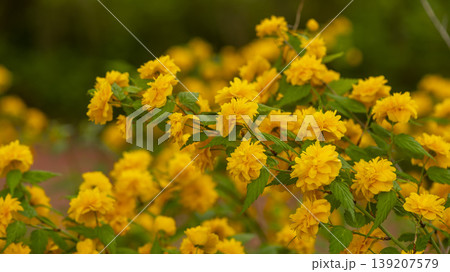 Kerria japonica Kerria japonica 139207579