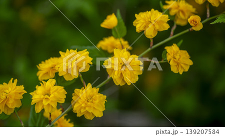Kerria japonica Kerria japonica 139207584