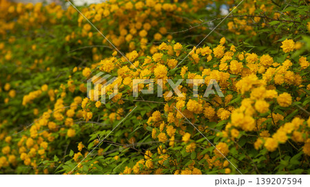 Kerria japonica Kerria japonica 139207594
