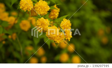 Kerria japonica Kerria japonica 139207595
