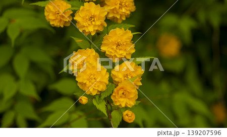 Kerria japonica Kerria japonica 139207596