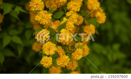 Kerria japonica Kerria japonica 139207600
