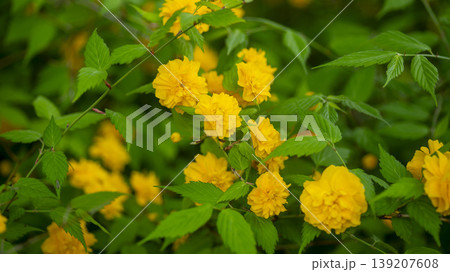 Kerria japonica Kerria japonica 139207608