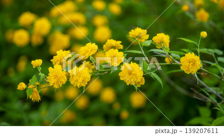 Kerria japonica  139207611