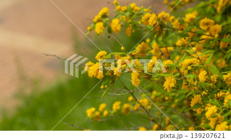 Kerria japonica Kerria japonica 139207621