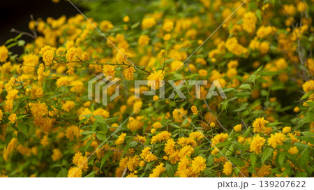 Kerria japonica Kerria japonica 139207622