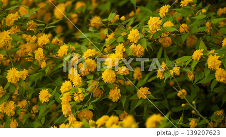 Kerria japonica Kerria japonica 139207623