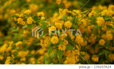 Kerria japonica Kerria japonica 139207624