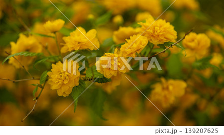 Kerria japonica Kerria japonica 139207625