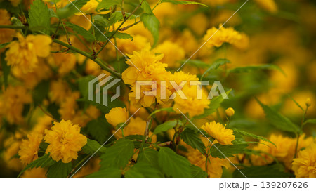 Kerria japonica Kerria japonica 139207626