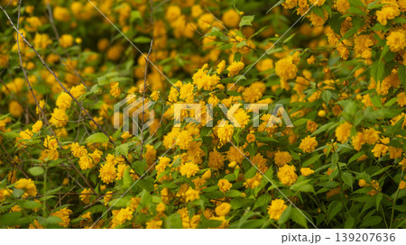 Kerria japonica Kerria japonica 139207636