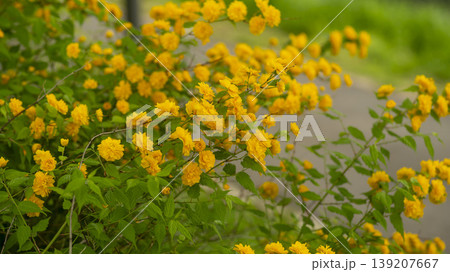 Kerria japonica Kerria japonica 139207667